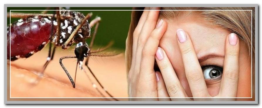 боязнь насекомых фобия называется